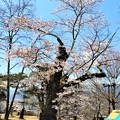 写真: 古木のソメイヨシノ桜