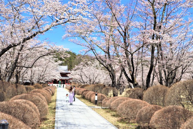 写真: 桜咲く参道