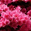 ピンク咲きツツジ