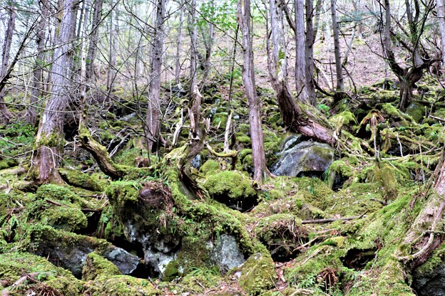 写真: 苔の原生林