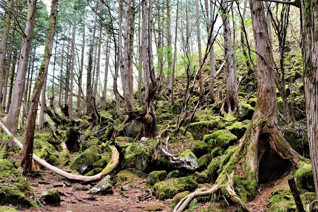 写真: 苔の原生林