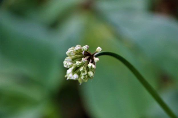 写真: 行者ニンニクの花芽