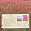 赤い花のソバ「高嶺ルビー」解説