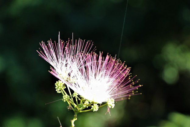 写真: ねむの花