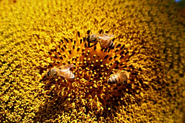 写真: ミツバチの花粉集め