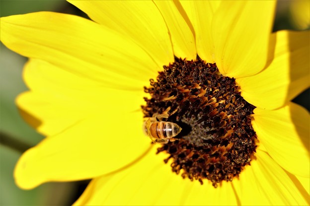 写真: ひまわりにミツバチ