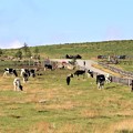 美ヶ原牧場は牛の放牧地