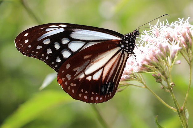 写真: フジバカマに停まるアサギマダラ蝶