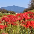 写真: 本宮山と彼岸花
