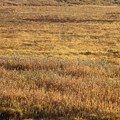 写真: 踊場湿原の草紅葉