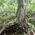写真: 大きく根を張る古木