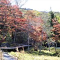 湖畔の木道の紅葉