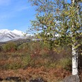 写真: 白樺と乗鞍岳