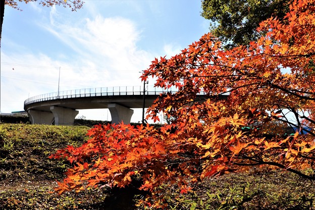写真: 紅葉と高架道路