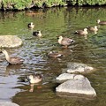 写真: 庭園池に鴨
