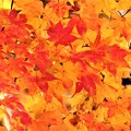 写真: 鮮やかな紅葉
