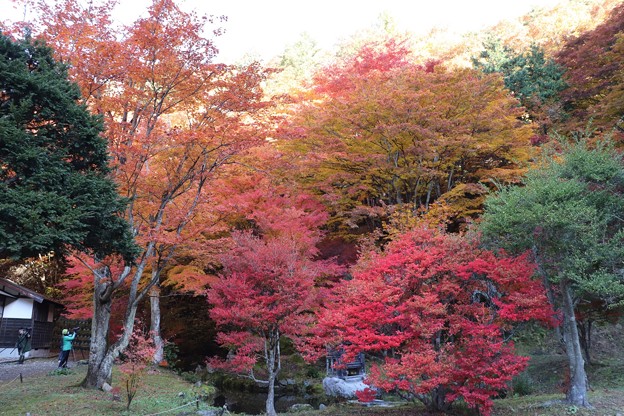 写真: 中庭の紅葉