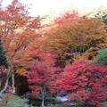 写真: 中庭の紅葉