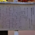 長円寺のセンダンバノボダイジュ説明板