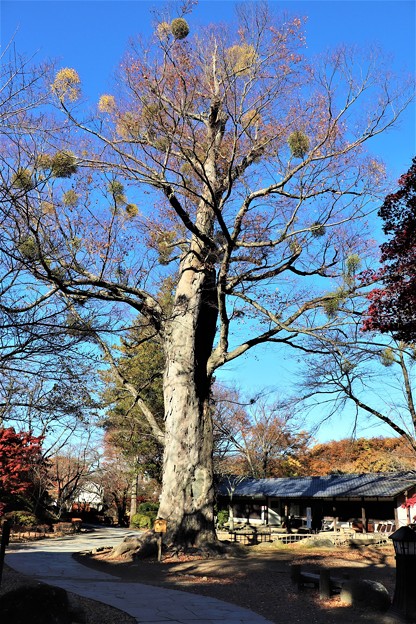 樹齢500年の大欅