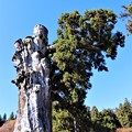 写真: 天然記念物「神代杉」