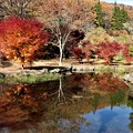 写真: 池の紅葉