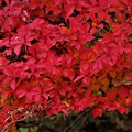 写真: 真っ赤なドウダンツツジの紅葉
