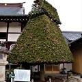 とよはしの巨木・名木・医王寺の茅葺屋根のサザンカ