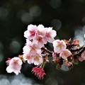 大知波桜