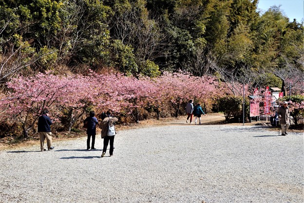 法光院境内桜並木