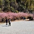 写真: 法光院境内桜並木