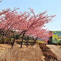 写真: 河津桜並木路
