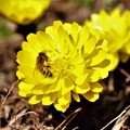 写真: 八重咲き福寿草にミツバチ