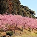 写真: わくぐり桜並木