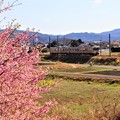 上りJR飯田線とわくぐり桜