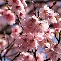 写真: 早咲き桜