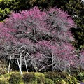 写真: 神田の黒梅全景