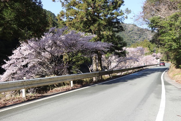 桜咲く国道２５７号線