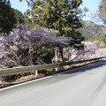 桜咲く国道２５７号線