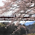 笠岩吊り橋と桜