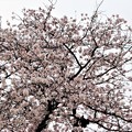桜・ソメイヨシノ