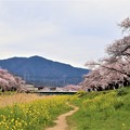 桜並木の佐奈川堤と本宮山