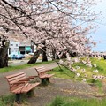 桜並木の休憩ベンチ