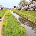 佐奈川堤の桜並木