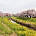 写真: 出会い橋へ桜並木