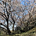 写真: 力寿の桜