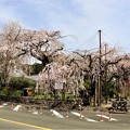 Photos: 宝円寺のしだれ桜