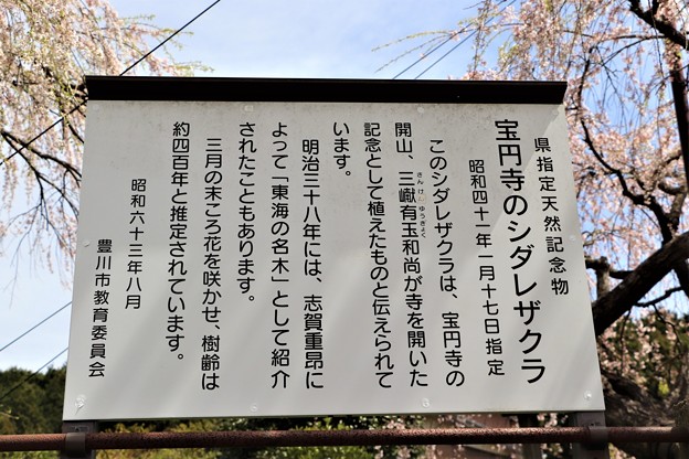 県指定の天然記念物宝円寺のしだれ桜