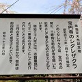 県指定の天然記念物宝円寺のしだれ桜