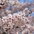ソメイヨシノ桜